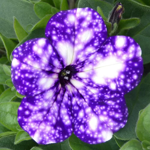 Jardin durable：Jardinière nuit d'été - La jardinière de 40 cm