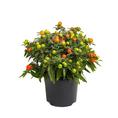 Solution utile：Pommier d'Amour - Le pot de 3 litres