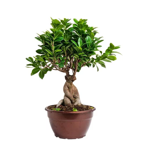 Le bon choix pour l’extérieur:Ficus microcarpa ginseng en pot Ø 20 cm
