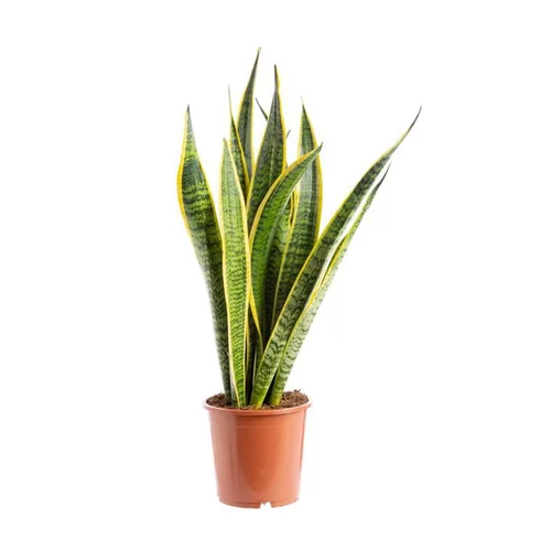 Tout pour le jardin:Sansevieria Trifasciata Laurentii pot Ø20xH120 cm