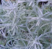 Jardin et idées:Helichrysum ou immortelle en pot de 3 L