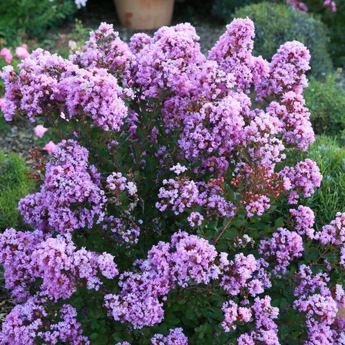Une sélection pour l’extérieur：Lagerstroemia Indica With Love Eternal violet. Le pot de 2 litres