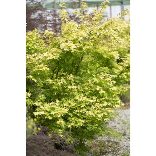 Sélection pour le jardin:Erable du Japon (ACER PALMATUM ORANGE DREAM ) Le pot de 3 litres