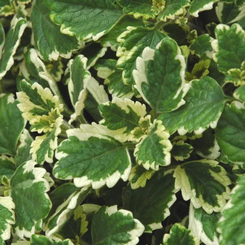 Choix au jardin：Plectranthus - La suspension de 27 cm