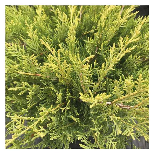 Idéal pour votre jardin:Genévrier jaune - Pot de 2L