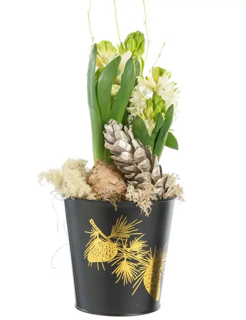 Un atout au quotidien：Jacinthe x 3 pot zinc noir - Ø 13 cm
