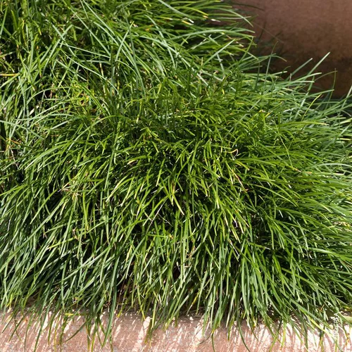 Jardin et pratique:Ophiopogon Japonicus - Le pot de 2 litres