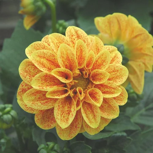 Solution extérieur：Dahlia nain à fleurs multicolores - Le pot Ø 14 cm