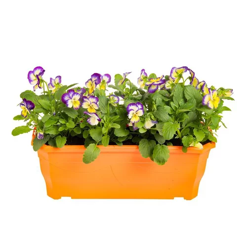 Jardin déco:Viola Cornuta - La jardinière de 25 cm