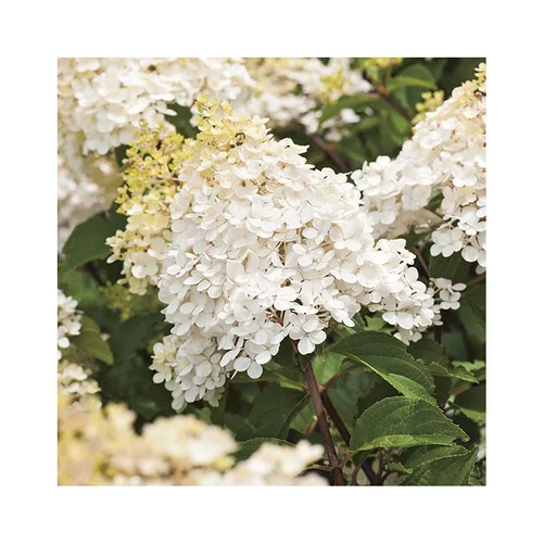 Une idée pour le jardin:Hortensia paniculé Phantom blanc. Le pot de 7 litres