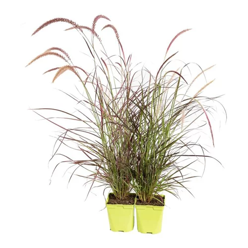 Pour votre projet：Pennisetum pourpre coloris rouge. Le pot de 2,5 litres