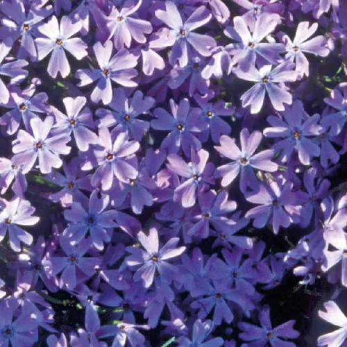 Parfait pour le jardin:Phlox En Coussin Bleu - Le pot de 9 x 9 cm