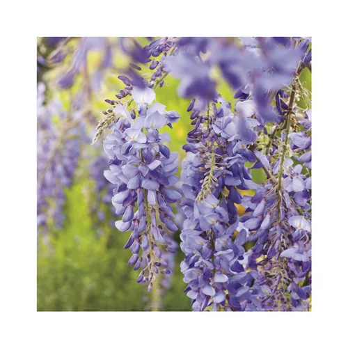 Jardin malin:Glycine SINENSIS BLEU. Le pot de 6 litres
