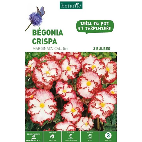 Extérieur solution：Bégonia Crispa Marginata rouge blanc botanic® - 3 bulbes