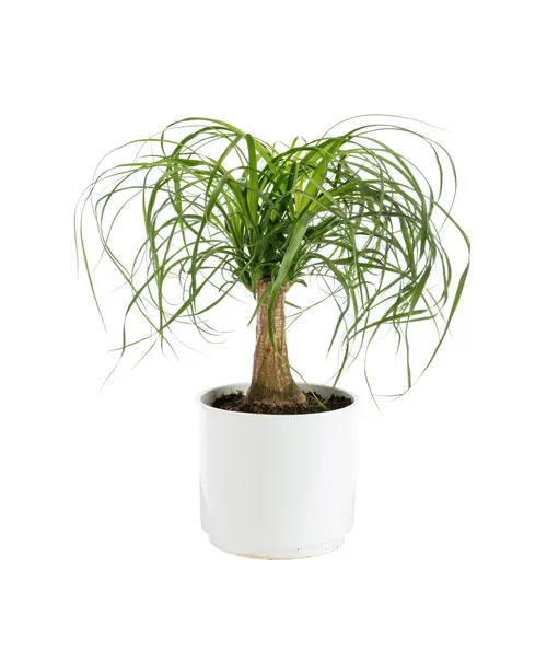 Une solution pour l’extérieur:Beaucarnea recurvata botanic®. Le pot de Ø 21 cm