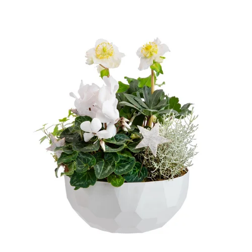 Utile au jardin：Composition hellébore et cyclamen en coupe quartz