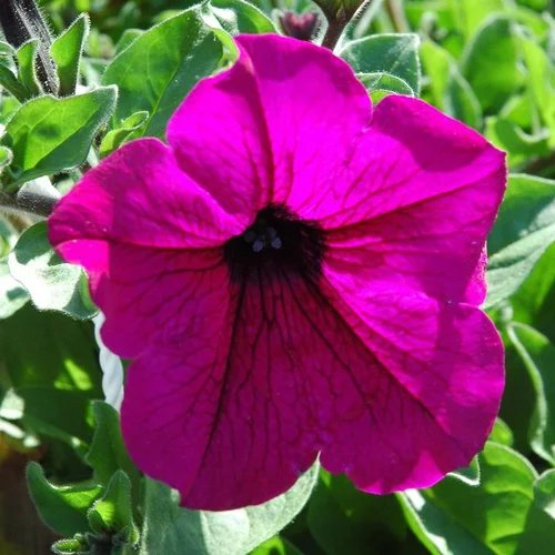 Jardin & idées:Pétunia retombant - La coupe de 30 cm