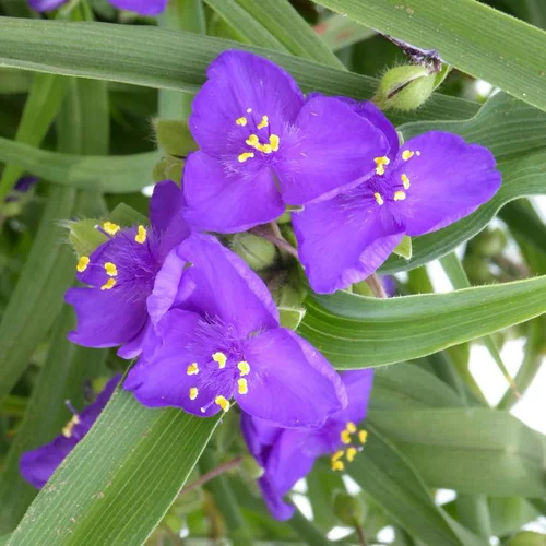 Solution extérieur:Tradescantia - Le pot de 1 litre