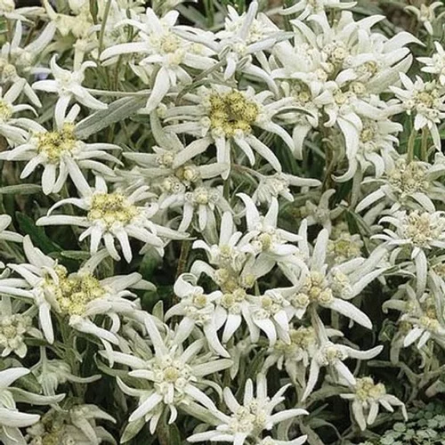 Facile extérieur:Edelweiss Vroni - La jardinière de 40 cm