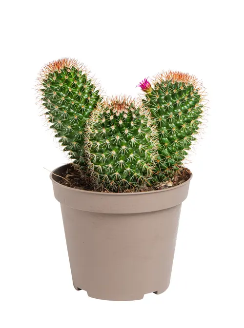Au service de vos extérieurs：Cactus mix botanic®. Le pot de Ø 9 cm