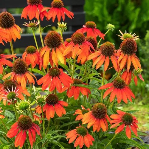 Qualité pour le jardin:Echinacea ARTISAN SOFT ORANGE - Le pot de 2 litres