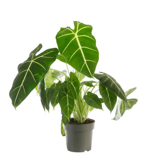 Une touche pratique au jardin：Alocasia Frydeck (Oreilles d'éléphant) vert. Le pot Ø 19 cm
