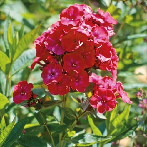 Jardin tout terrain:Phlox Paniculata rouge - Le pot de 9 x 9 cm