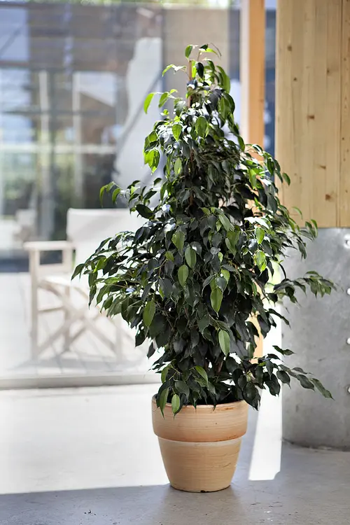 Style pour le jardin：Ficus Benjamina. Le pot de Ø 14 x H 55 cm