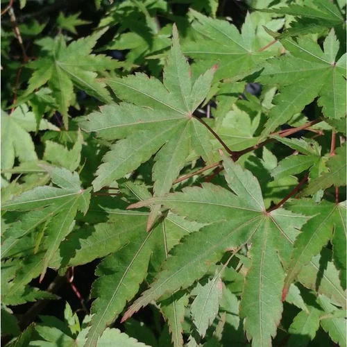 Pour vos projets extérieurs:Érable du Japon Anne Irène vert. Le pot de 19 litres