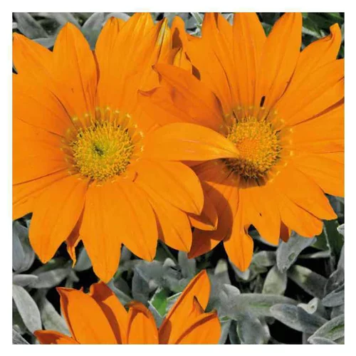 Jardin accessoire:Gazania orange à feuillage gris - Le pot de 9 x 9 cm