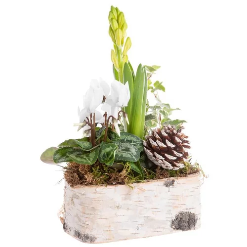 Pour plus de praticité au jardin：Composition de Noël cyclamen jacinthe multicolore pot en bouleau