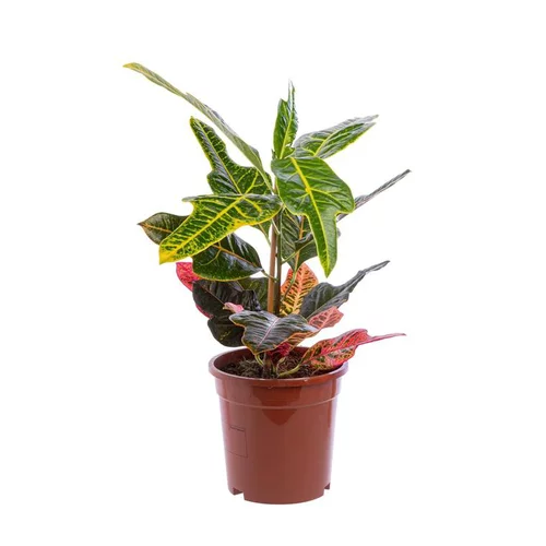 Un choix malin pour le jardin：Croton Excellent pot Ø17 cm/ H60 cm