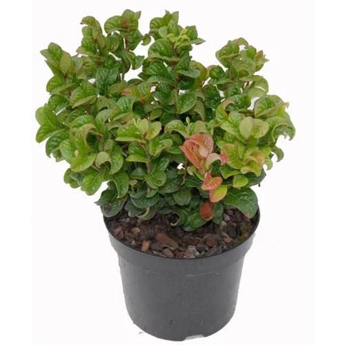Conçu pour le jardin:Leucothoe Curly Red - C2