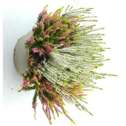 Jardin plaisir：Erica Couronne - La coupe