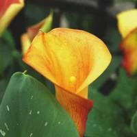 Pour un extérieur bien équipé：Arum de - Le pot de 10,5 cm