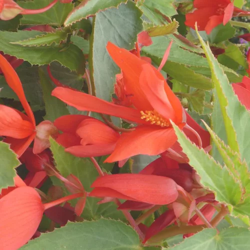 Idée extérieur：Bégonia de Bolivie à fleurs multicolores - Le pot de 10 litres