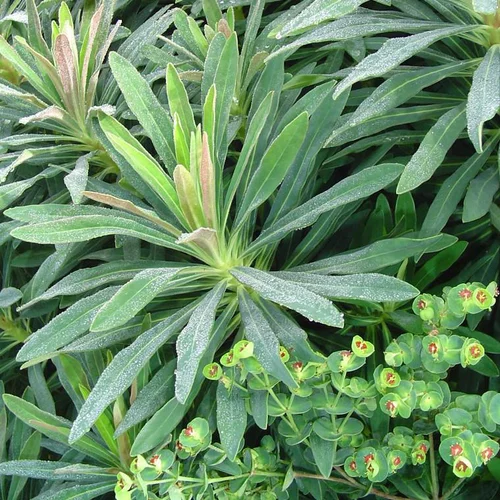 Nature maison:Euphorbia - Le pot de 4 litres