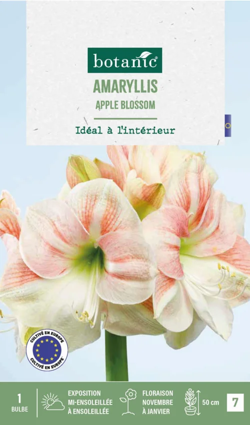 Adapté à votre jardin：Amaryllis intérieur Apple Blossom botanic® - 1 bulbe