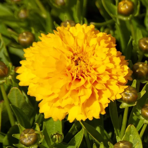 Pour vos envies d’extérieur:Coréopsis golden sphère jaune en pot de 2 L