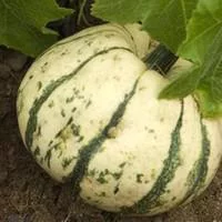 Pour vos besoins au jardin:Courge Patidou Bio. Le pot de 10,5 cm