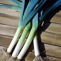 Solution extérieur:Poireau Bleu de Solaise. La botte de 50 plants