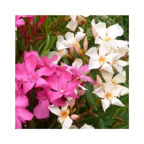 Choix utile：Laurier rose (Nerium Oleander) Tige. Le pot de 15 litres