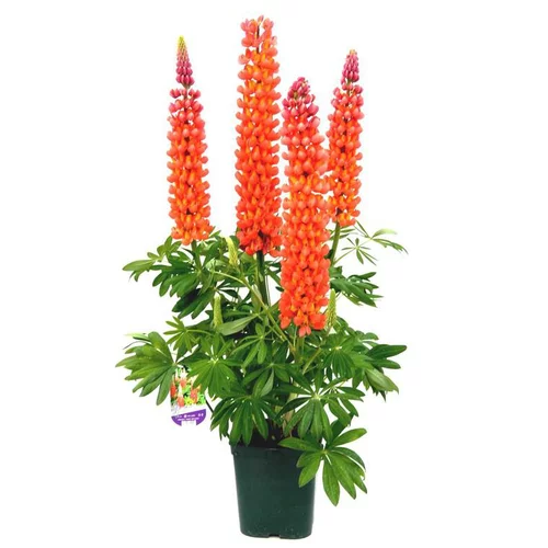 Jardin déco:Lupin - Le pot de 2.5 litres