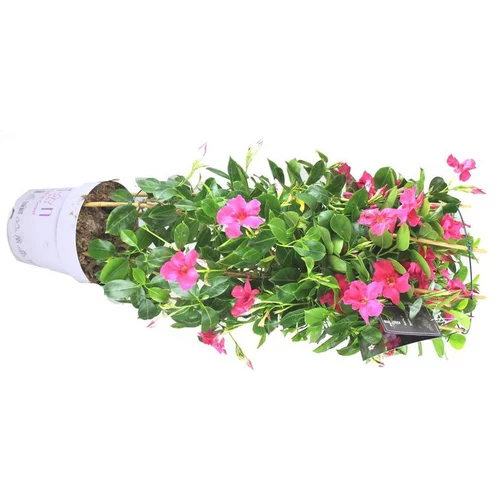 Solution utile:Dipladénia ou Mandevilla à fleurs multicolores - Le double arceau hauteur 110 cm