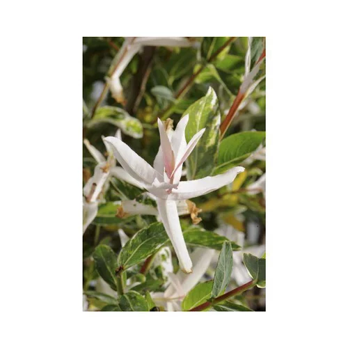 Déco jardin:Salix Caprea Pendula ½ tiges - Pot de 7L