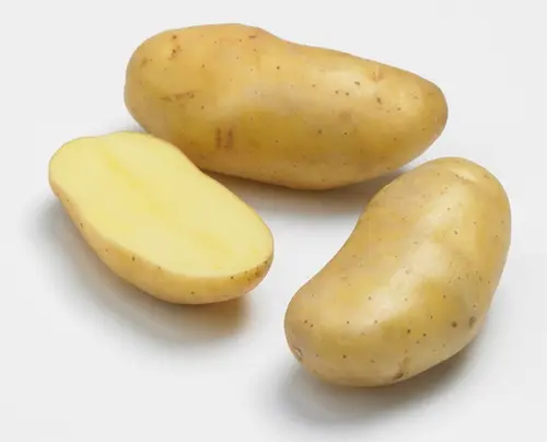 Style extérieur：Sachet de pommes de terre delikatesse calibre 25/32 Clisson - 1,5 kg