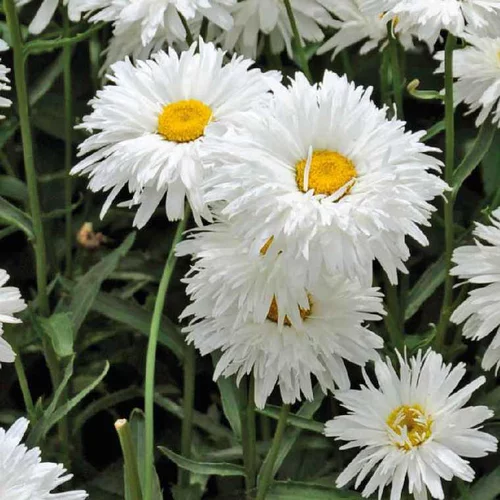 La solution pour votre jardin:Marguerite d'été à fleurs doubles - Le pot de 9 x 9 cm