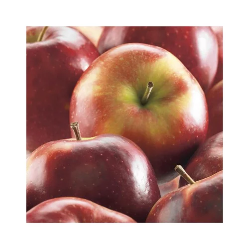 Conçu pour le jardin：Pommier Delbard Celeste® Deltana. Le pot de 12 litres, forme gobelet