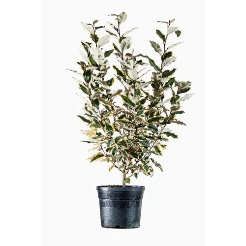 Jardin utile:Elaeagnus Ebbingei Limelight Jaune 40/60 cm en pot de 3 L