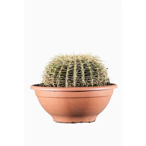 Confort au jardin:Echinocactus Grusonii (Cactus Oursin) en pot de 35 L vert